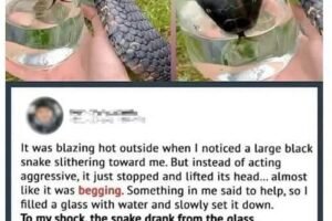 I thought it was just thirsty—until I saw th