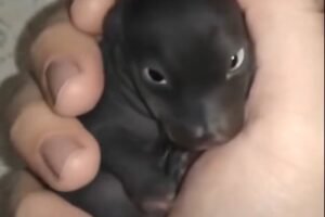 The Morning I Found a “Puppy” That Turned Out to Be Something Far More Extraordinary