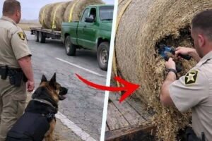 Vigilance on the Open Road: How a K9 Unit Helped Uncover a Hidden Crime