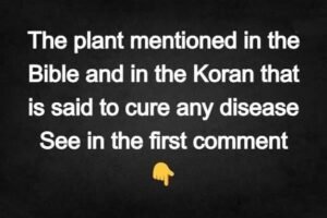 The plant mentioned in the …
