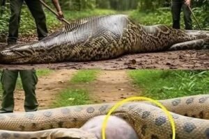 Park Rangers Rescue Anaconda After Shocking Discovery