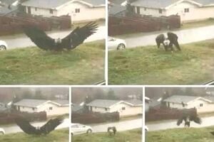 Giant Eagle captured in Bro…See more