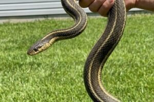 8 Easy Ways To Keep Snakes Away From Your Yard
