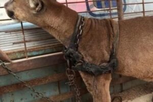 Circus lion was locked up for 20 long years, now watch his reaction when he’s released