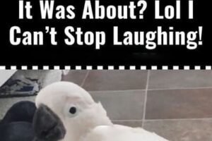 (VIDEO) Cockatoo Snitches on the Cat—What Happens Next Will Have You Crying with Laughter!