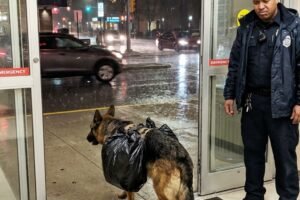 The dog ran into the hospital with a huge black garbage bag on its back: the nurses tried to drive it away, until one of them noticed something strange in its behavior