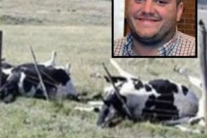 A farmer and 16 cows discovered lifeless – the heartbreaking reason why will shatter your heart!