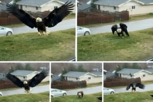 Unusual Large Bird Sighted In South Texas: Scientists And Birdwatchers Investigate An Intriguing Observation