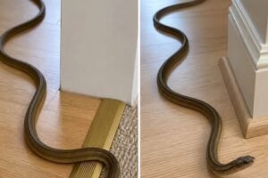 When this snake enters your house, it means you have… See more