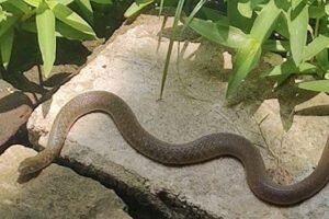 8 Easy Ways to Keep Snakes Away From Your Yard Without Using Harsh Chemicals