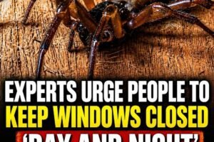 Late-Summer Spider Alert: Practical Steps to Keep Your Home Secure