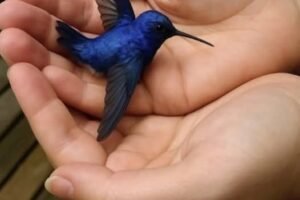 What Does It Mean When a Hummingbird Visits Your Home?