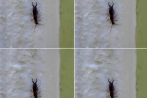 Warning! If you have found this insect in your home, it’s a sign that you need to…