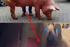 The pregnant sow went into labor with a high fever, and they feared she might not survive.