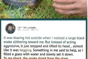 Wild Snake “Begged” Me for Water—But When Animal Control Realized…