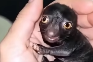He Brought Home a Strange Forest Creature—A Year Later, He Couldn’t Believe What It Became