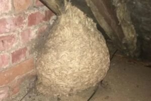 Man Thinks He Found “Hornets” Nest In Attic – Turns Pale When He Realizes What’s Inside
