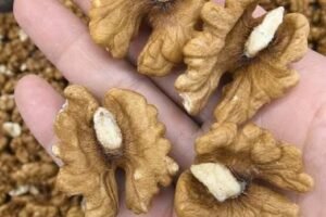 WALNUTS: THE SMALL SNACK WITH BIG HEALTH POWER