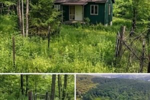 The Tiny Cabin by the Creek Seemed Peaceful — Until a Forgotten Secret Came to Light