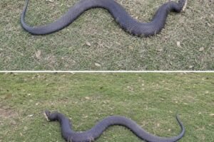 The “South” Surprise: What to Do When a Copperhead Ends Your Turkey Hunt