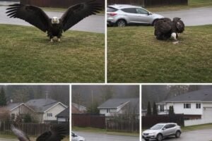 A Massive Eagle Was Spotted In Bro… See more