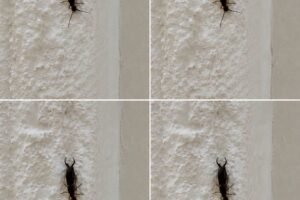 If You Find This Insect in Your Home, Here’s What It Could Mean