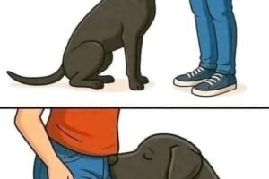 Why Dogs Sniff Our Most Private Areas: Understanding the Science, Instincts, Emotional Intelligence, Communication Signals, Boundaries, and Deep Bond Behind This Natural Canine Behavior That Often Embarrasses Humans but Reveals Remarkable Insight Into How Dogs Perceive People Through Scent, Chemistry, and Compassionate Sensory Awareness