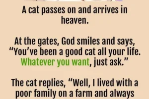 A cat passes on and arrives in heaven