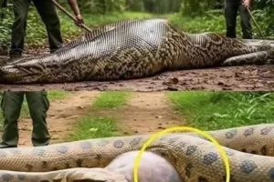 Rangers Opened The Anaconda—What They Found Shocked Everyone