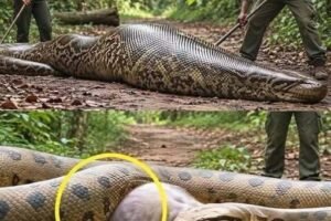 Park Rangers Rescue a Large Anaconda After an Unexpected Discovery